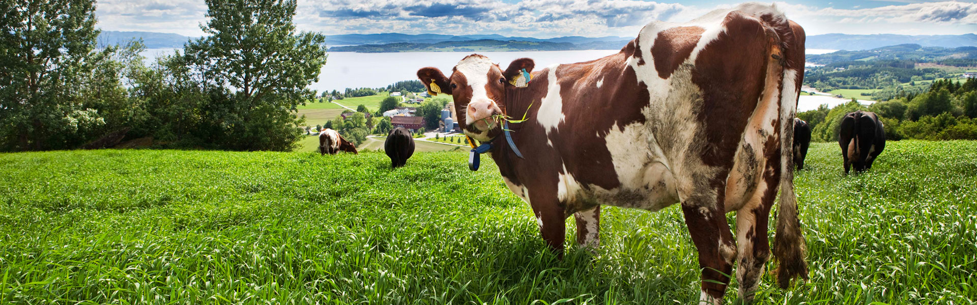 karusell-ku-1020-410