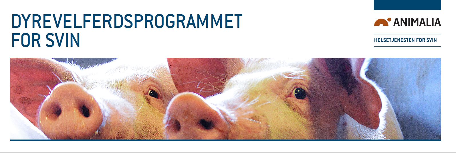 dyrevelferdsprogram_svin