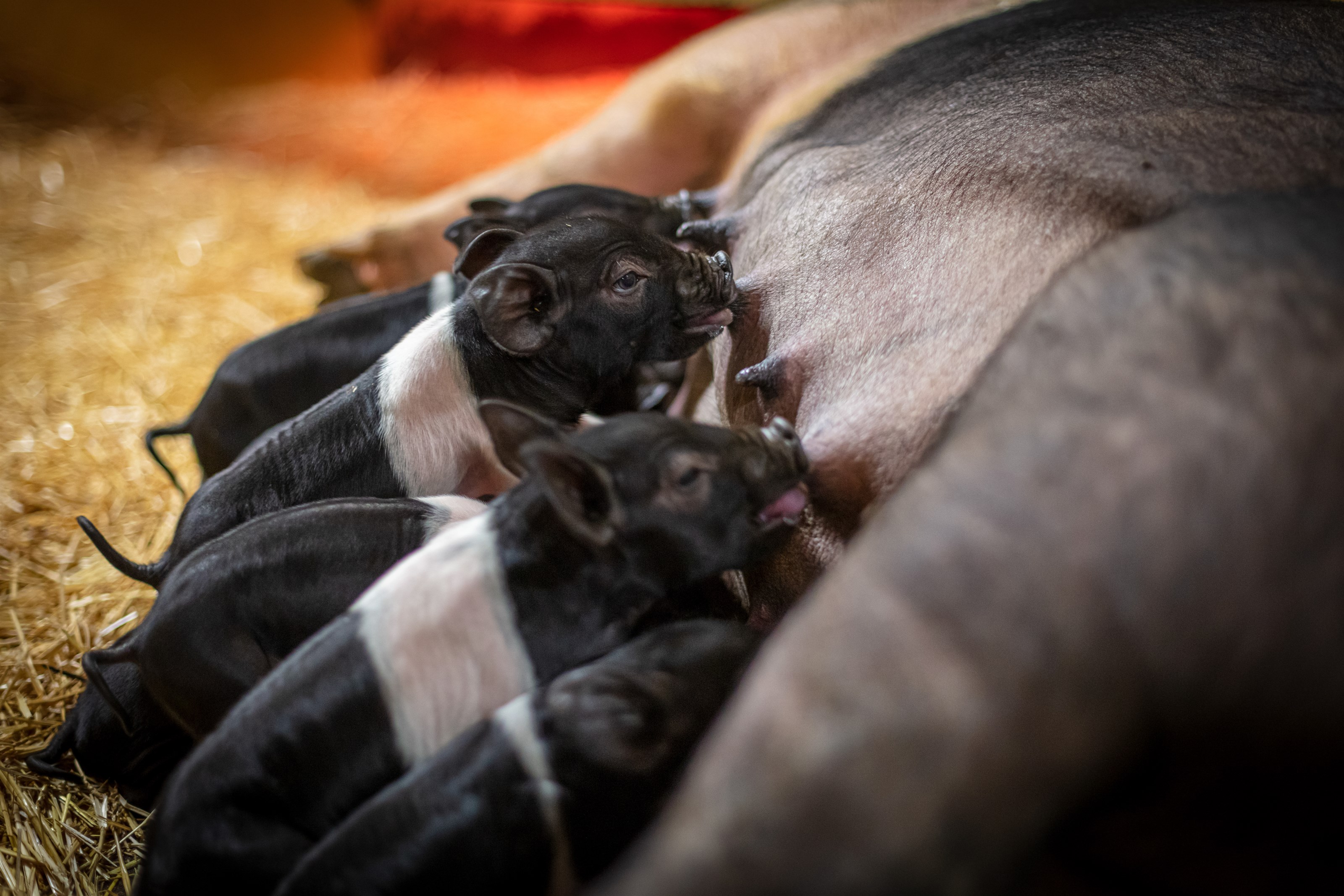 hampshire-diende-kull-renraset-hkscan