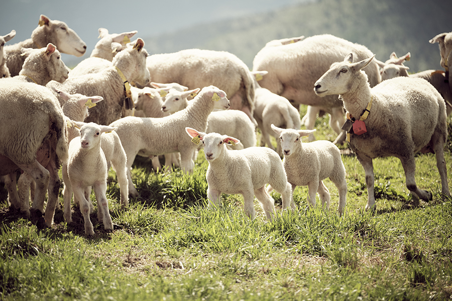 sauemerkekampanje_2024_2025_2