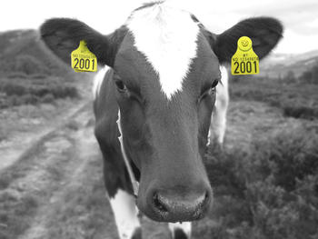 storfe_003_e30_flagg_jpg.jpg-width350