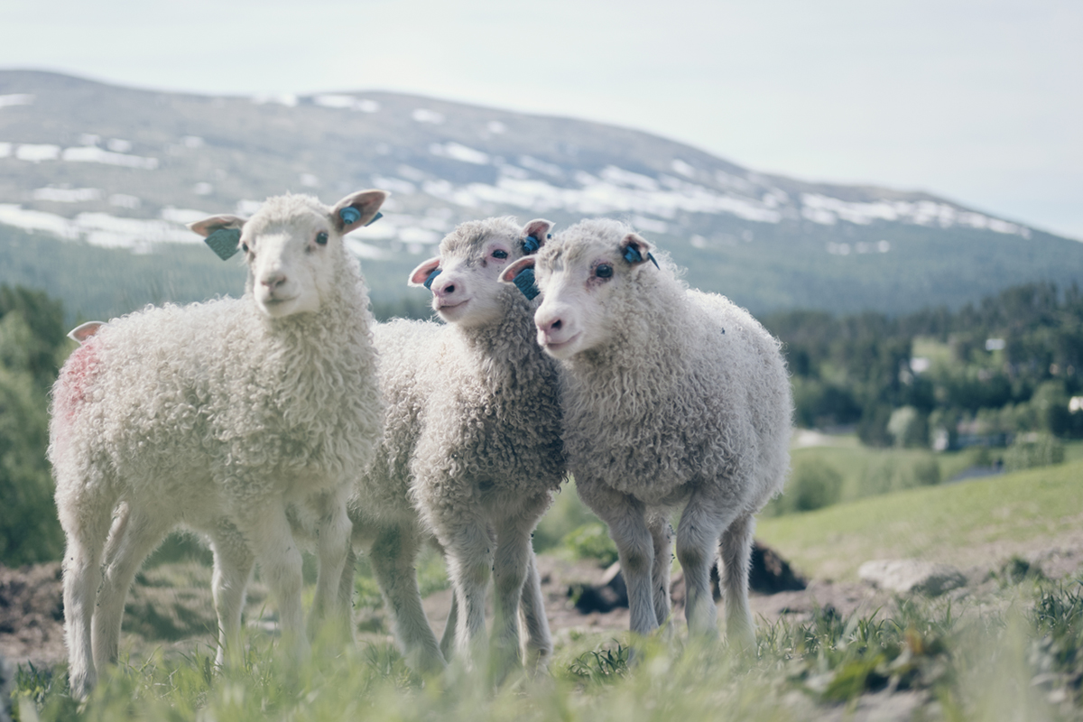 sauemerkekampanje_2021_3